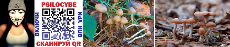 площадка какой сайт  Гаджиево  Псилоцибиновые грибы Cubensis  что такое наркотик 
